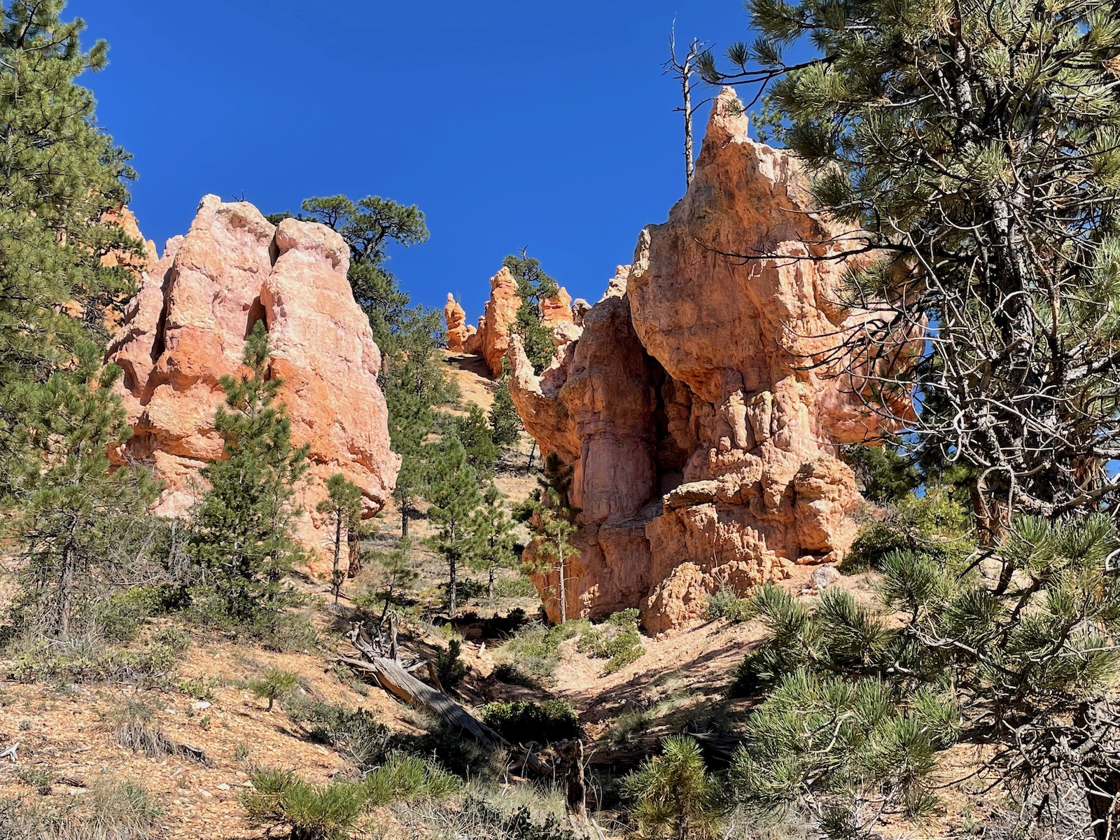 Zion and Bryce Canyon: Harmony in Majesty