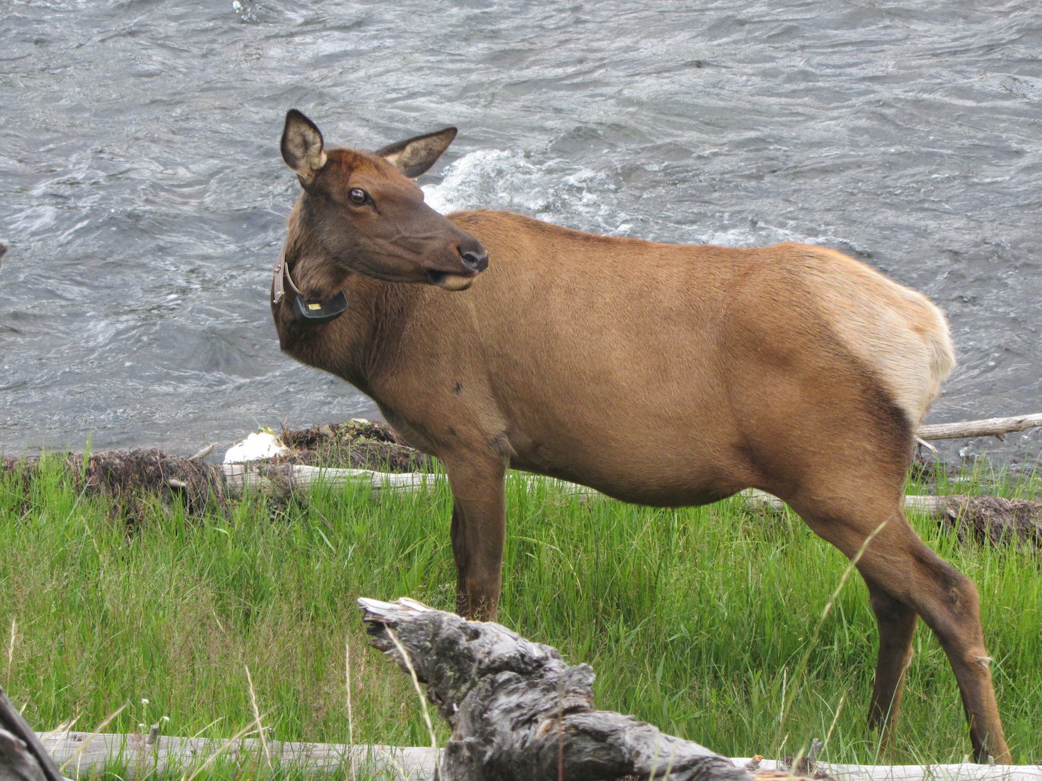Yellowstone: A Fiery Nature