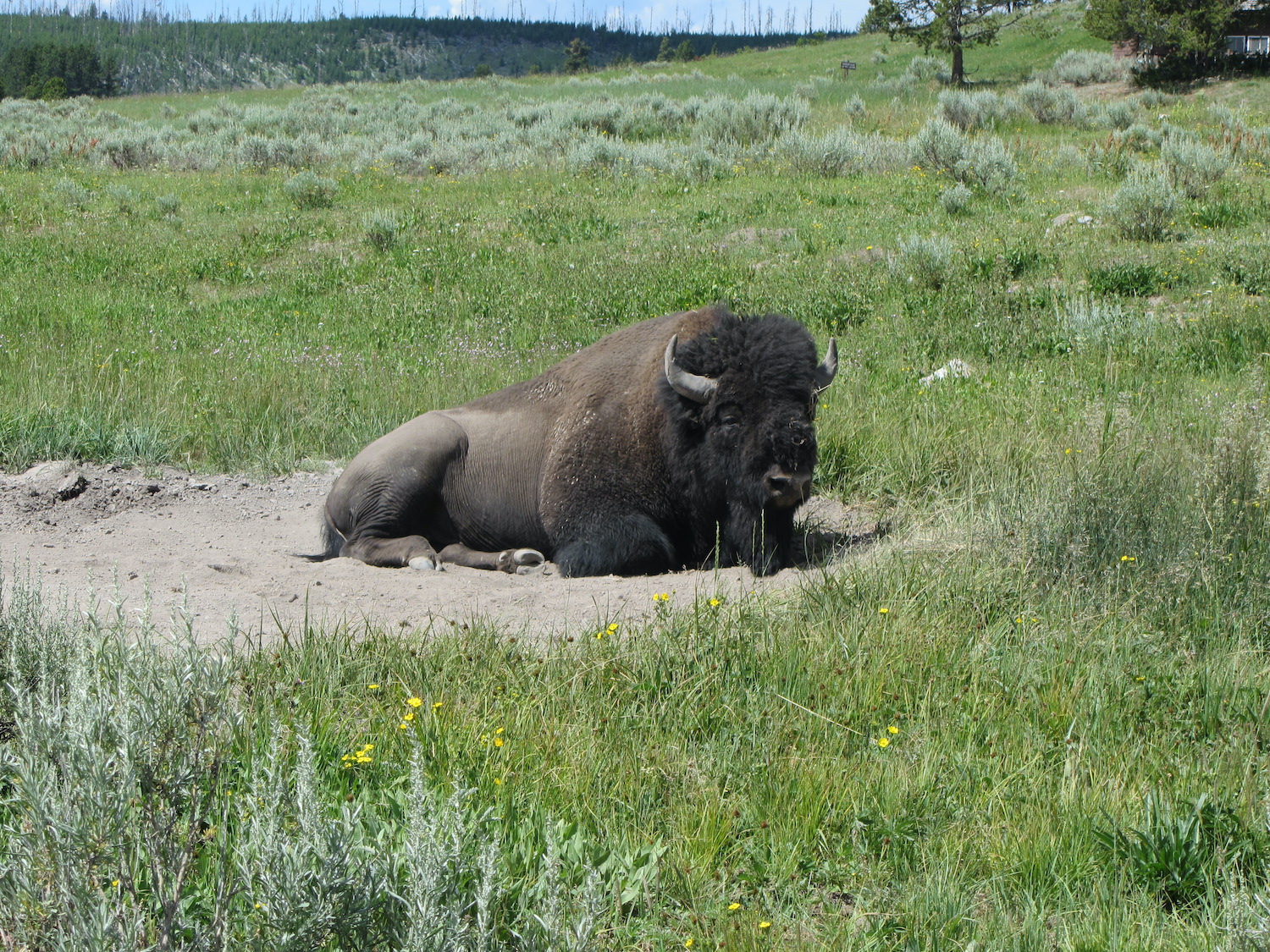 Yellowstone: A Fiery Nature