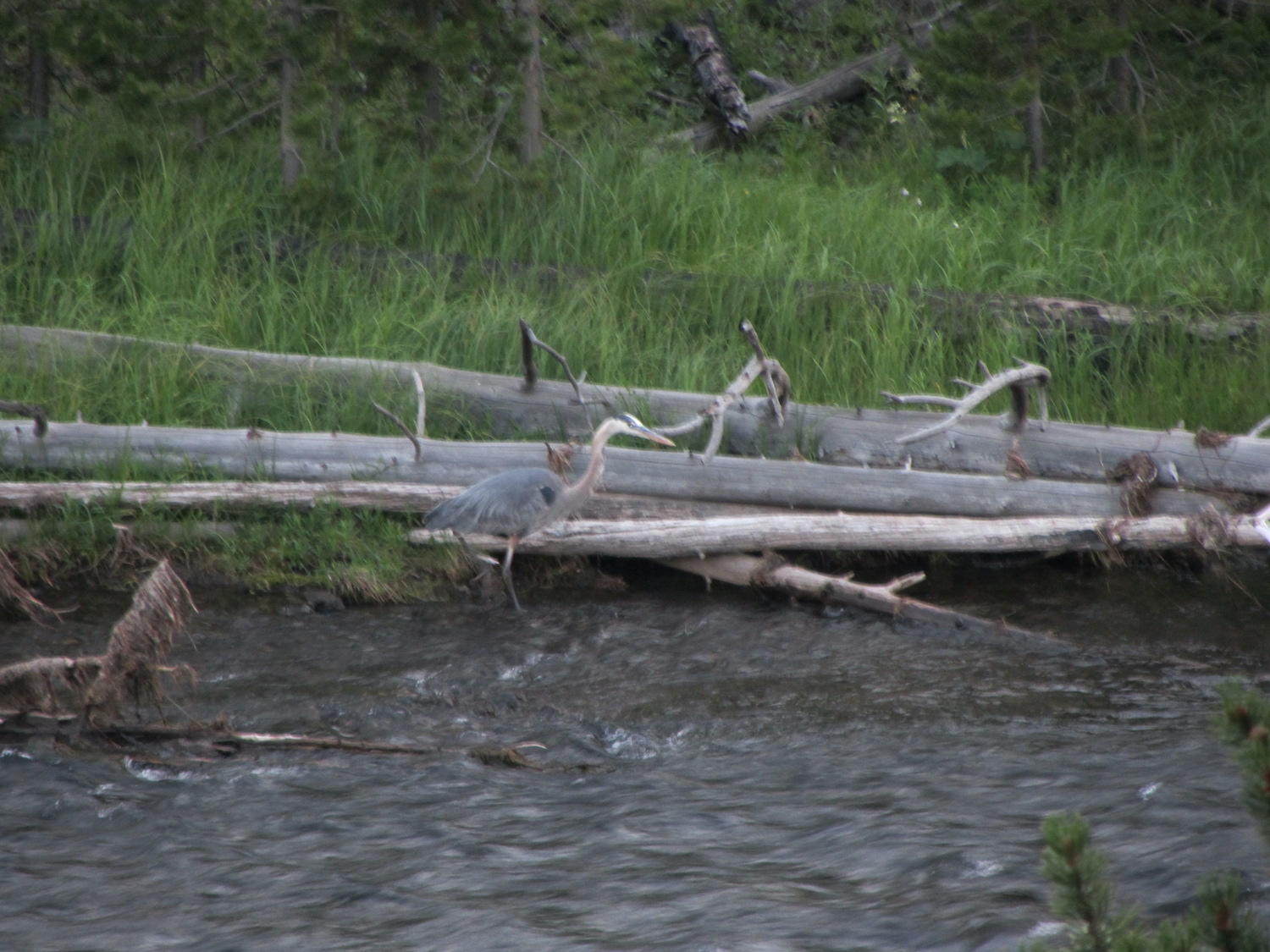 Yellowstone: A Fiery Nature