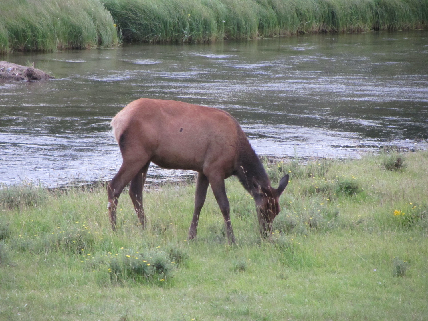 Yellowstone: A Fiery Nature