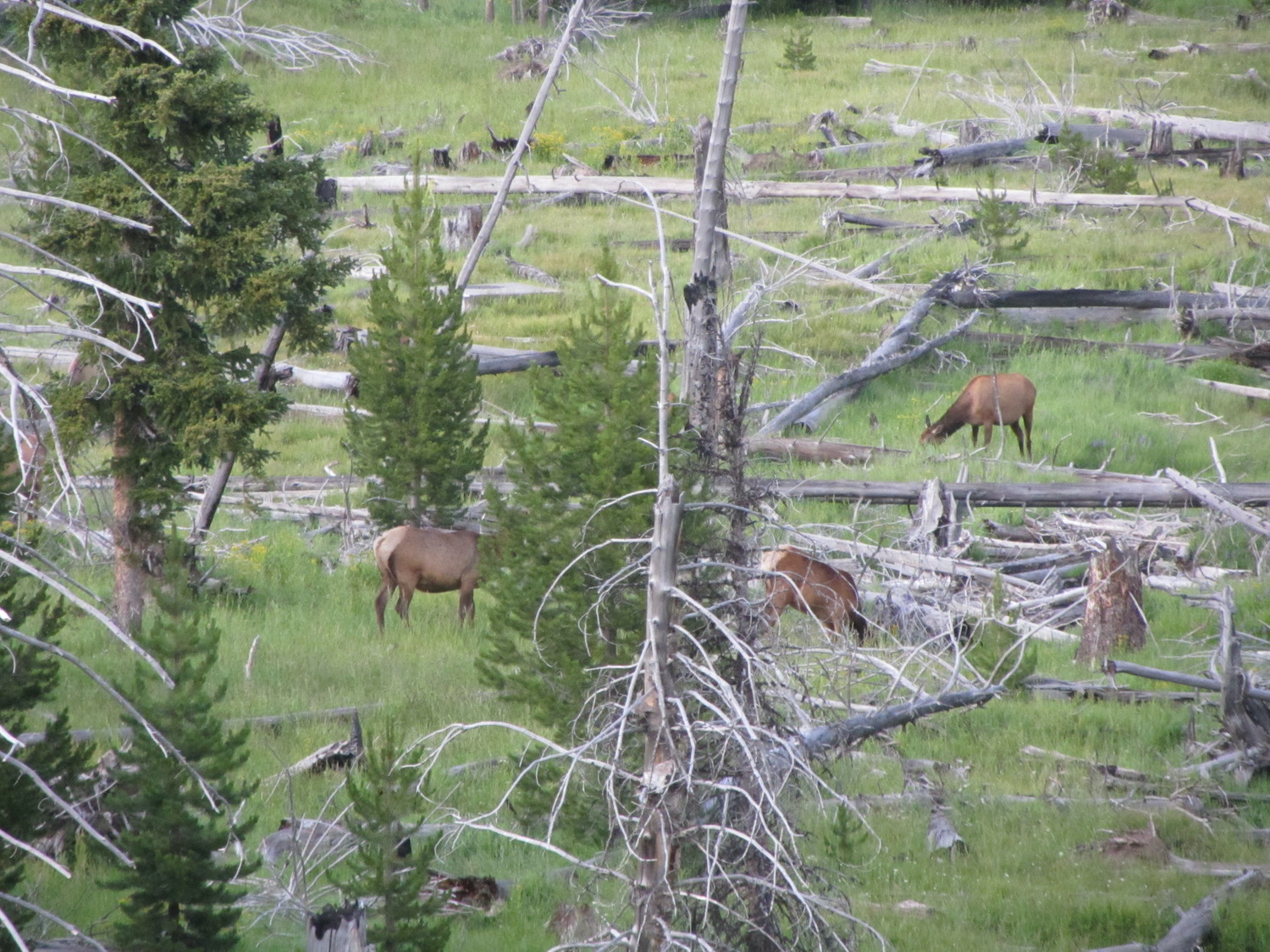 Yellowstone: A Fiery Nature