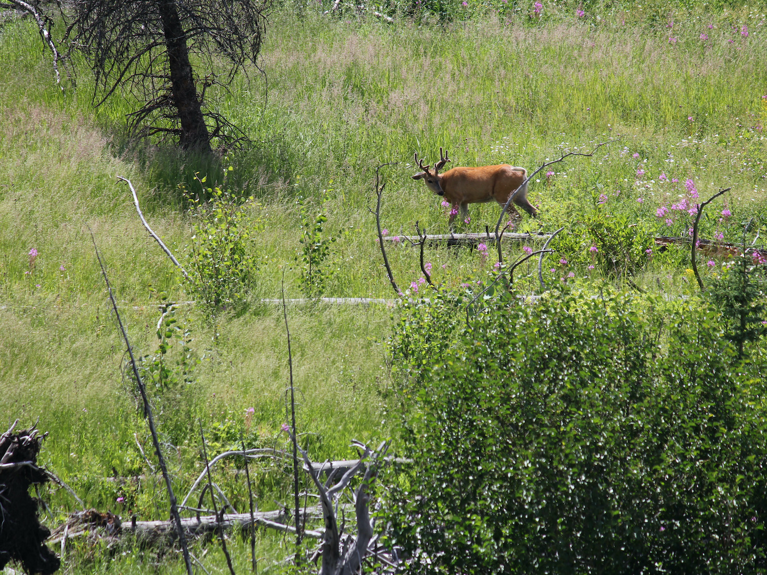 Yellowstone: A Fiery Nature