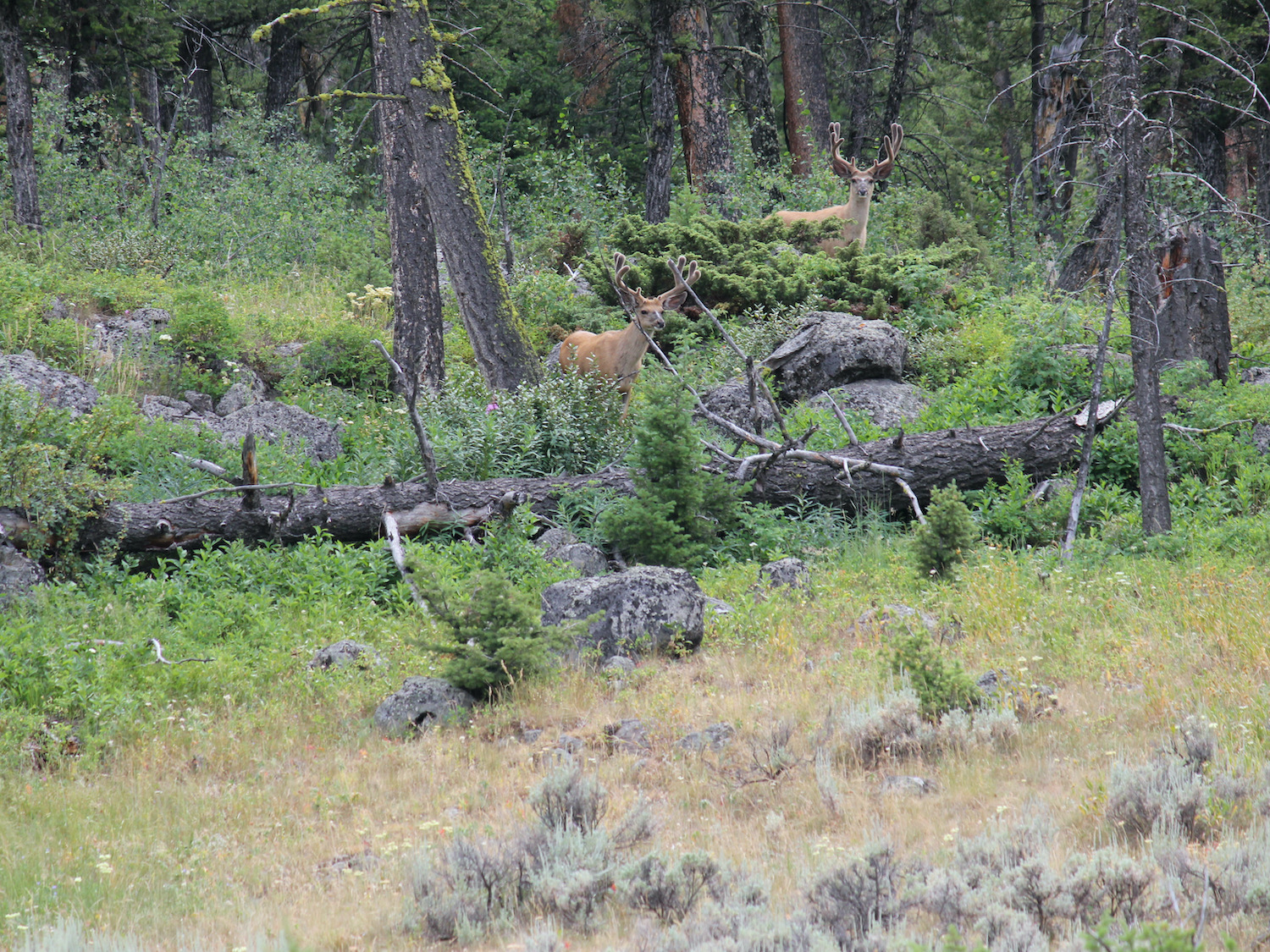 Yellowstone: A Fiery Nature