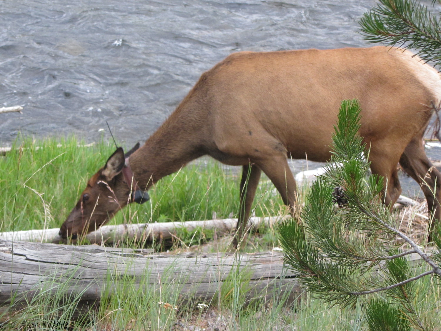 Yellowstone: A Fiery Nature