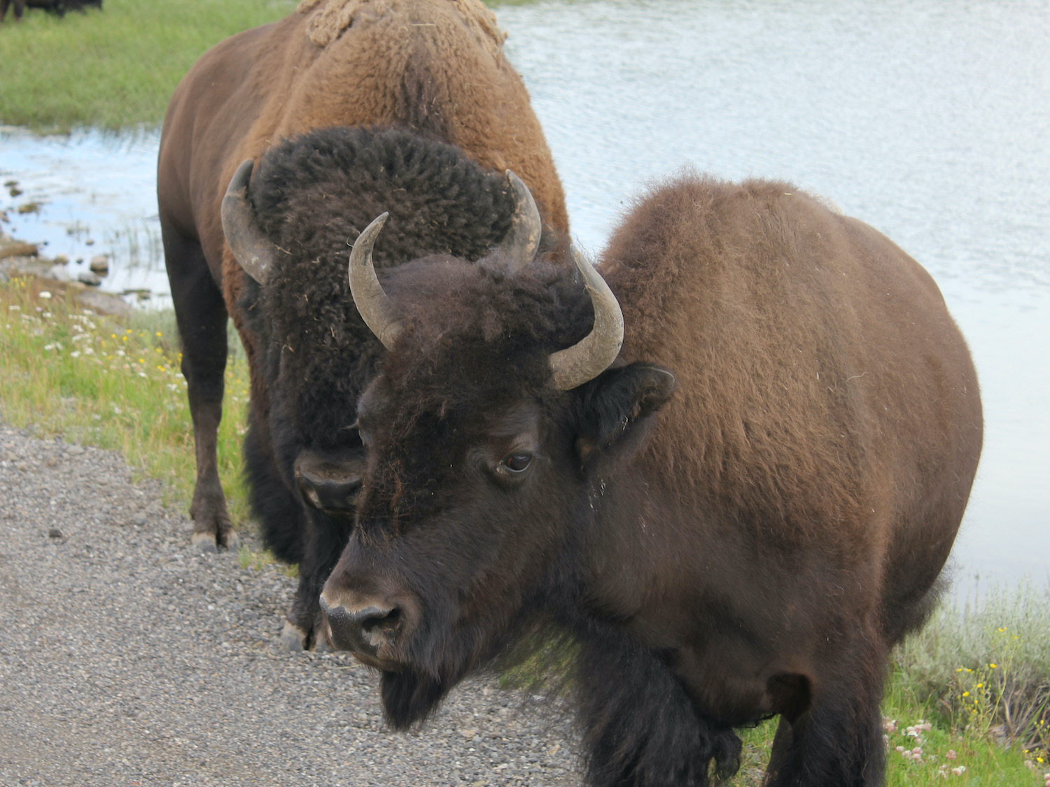 Yellowstone: A Fiery Nature