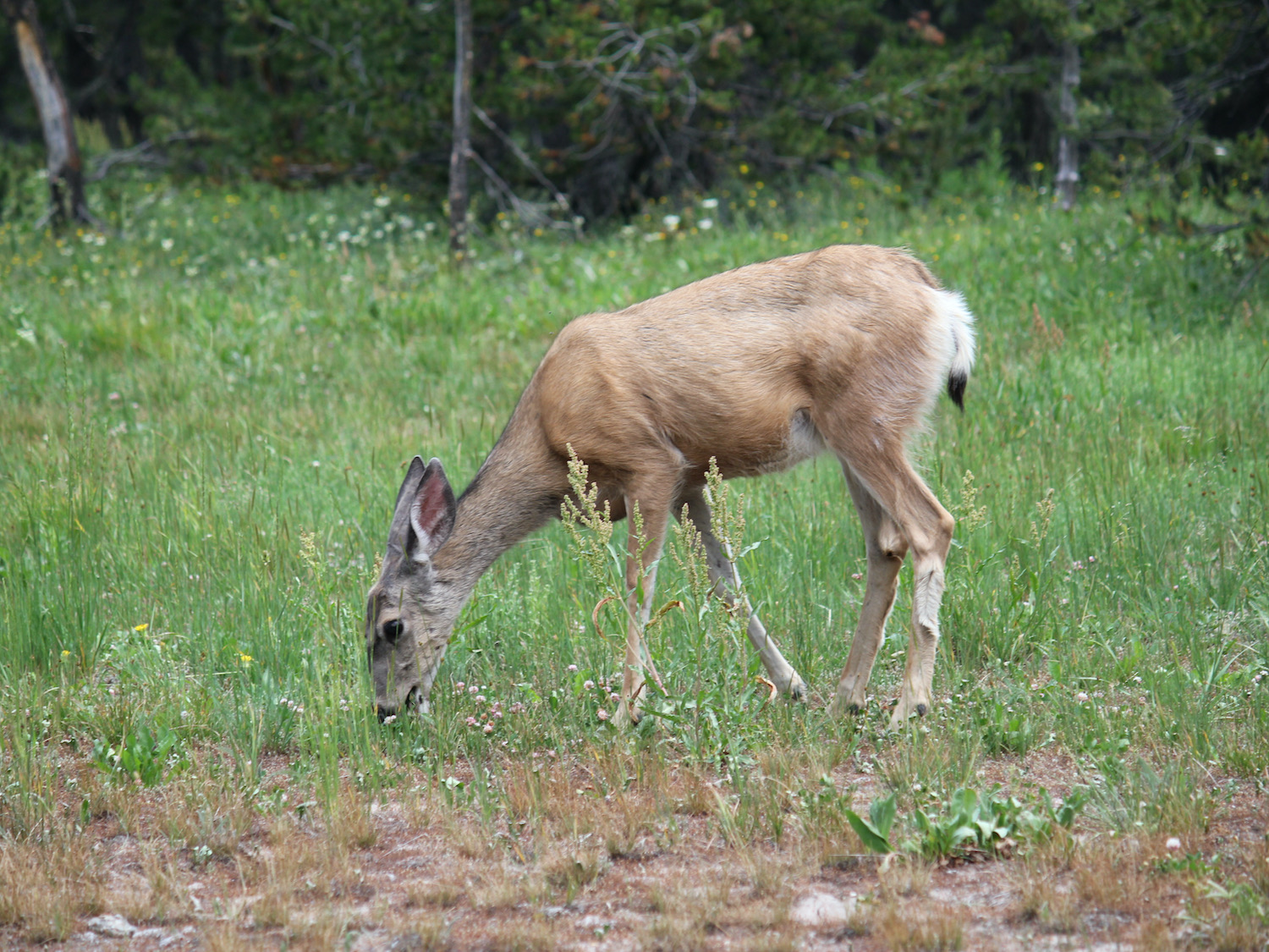 Yellowstone: A Fiery Nature