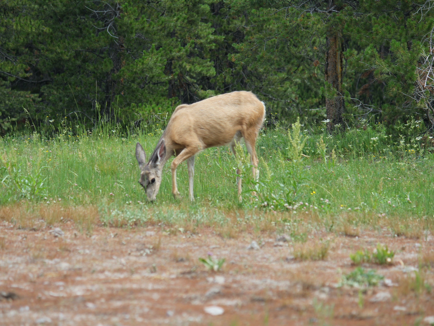 Yellowstone: A Fiery Nature