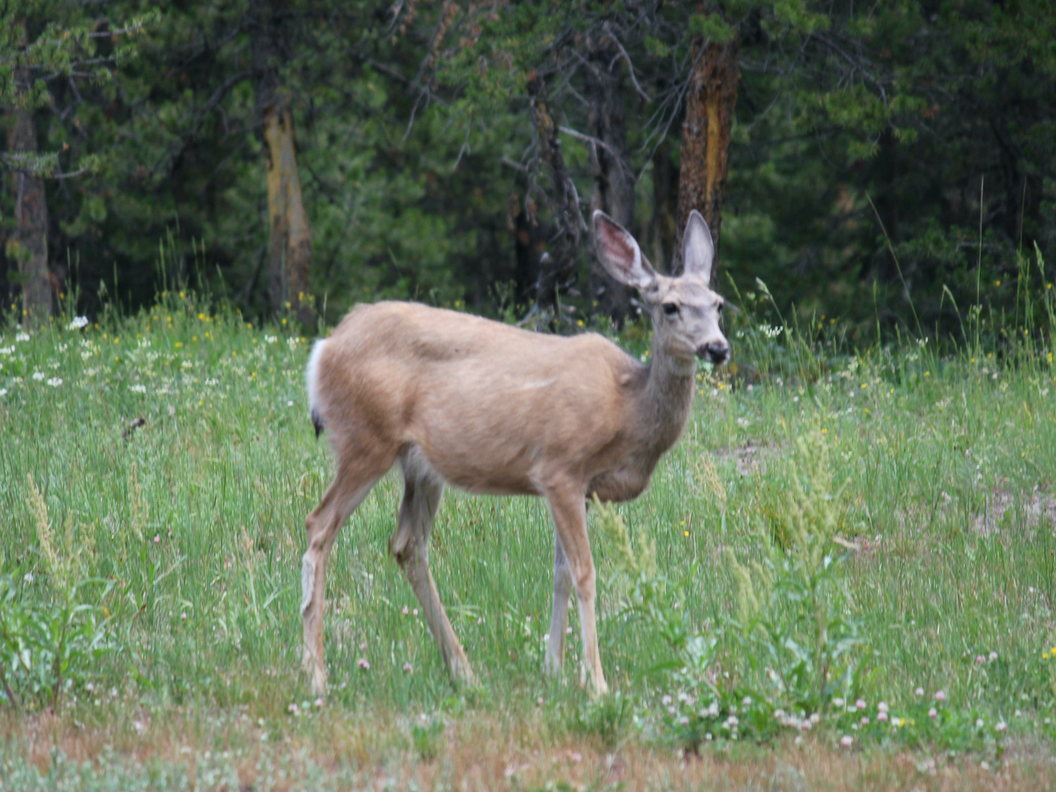Yellowstone: A Fiery Nature