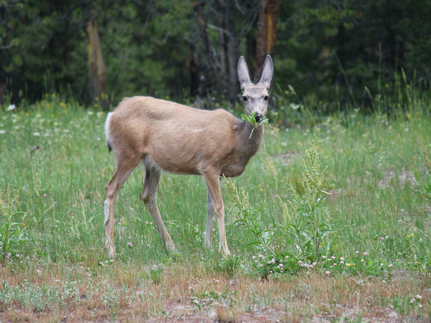 Yellowstone: A Fiery Nature