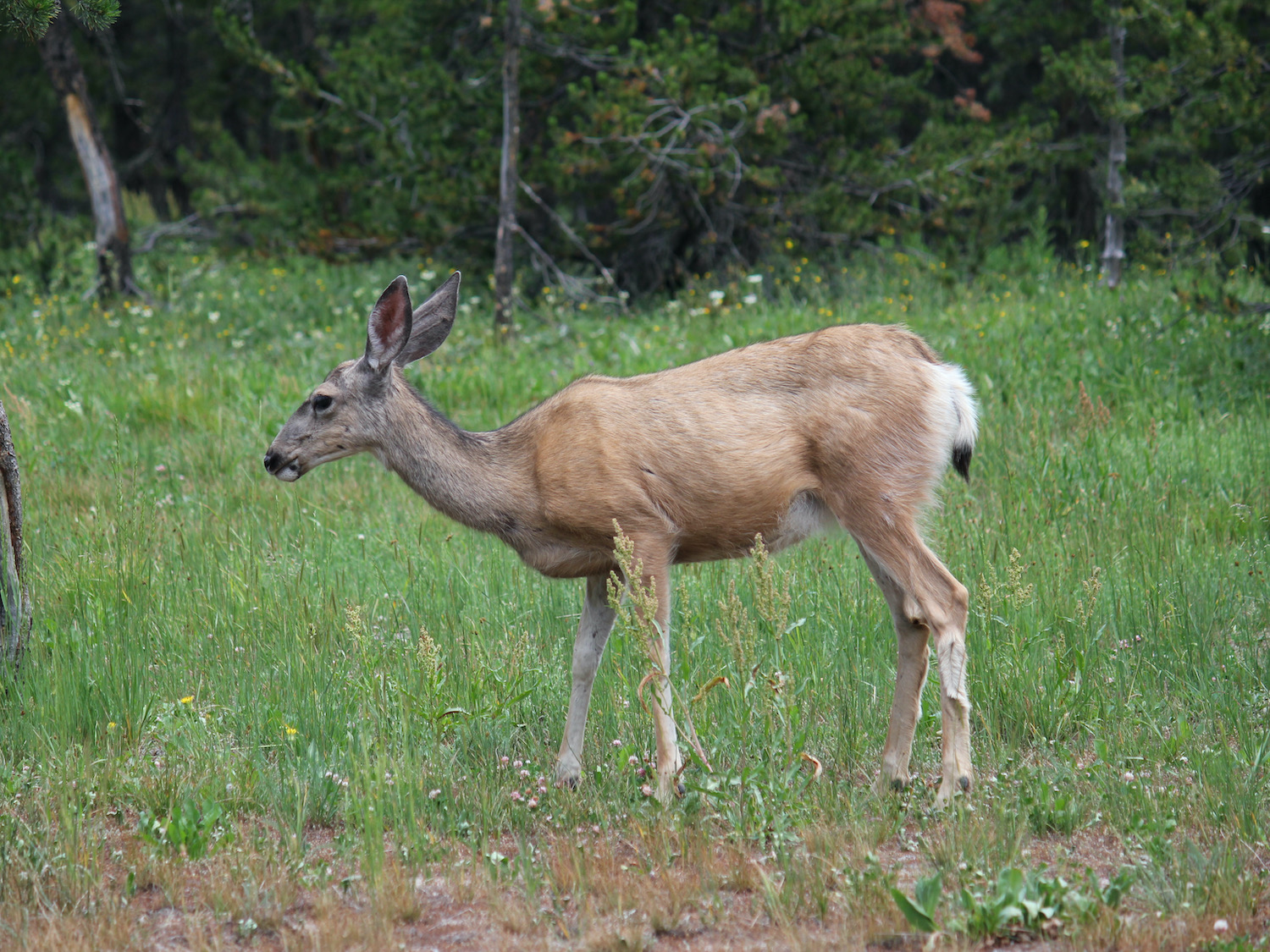 Yellowstone: A Fiery Nature