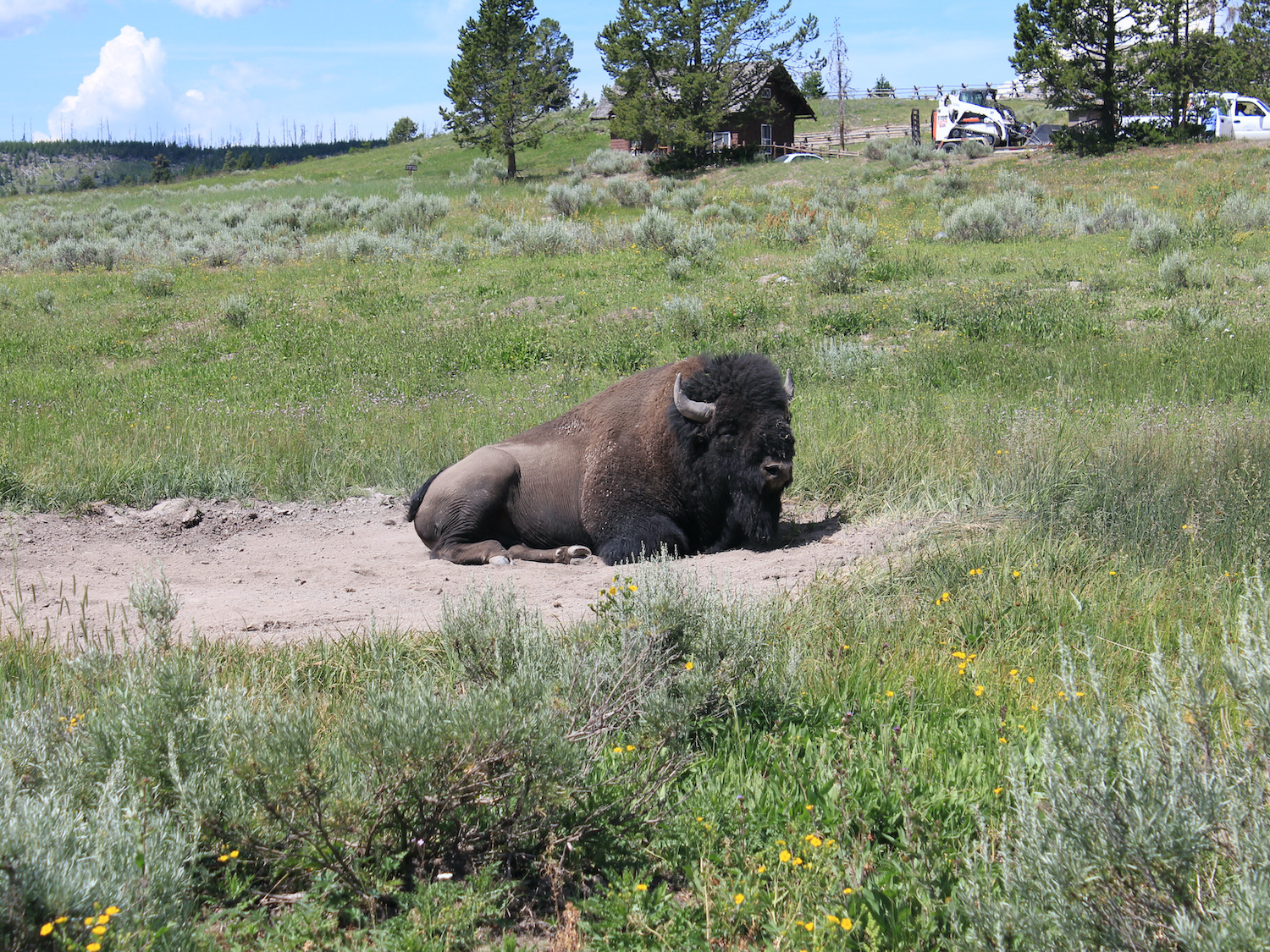 Yellowstone: A Fiery Nature