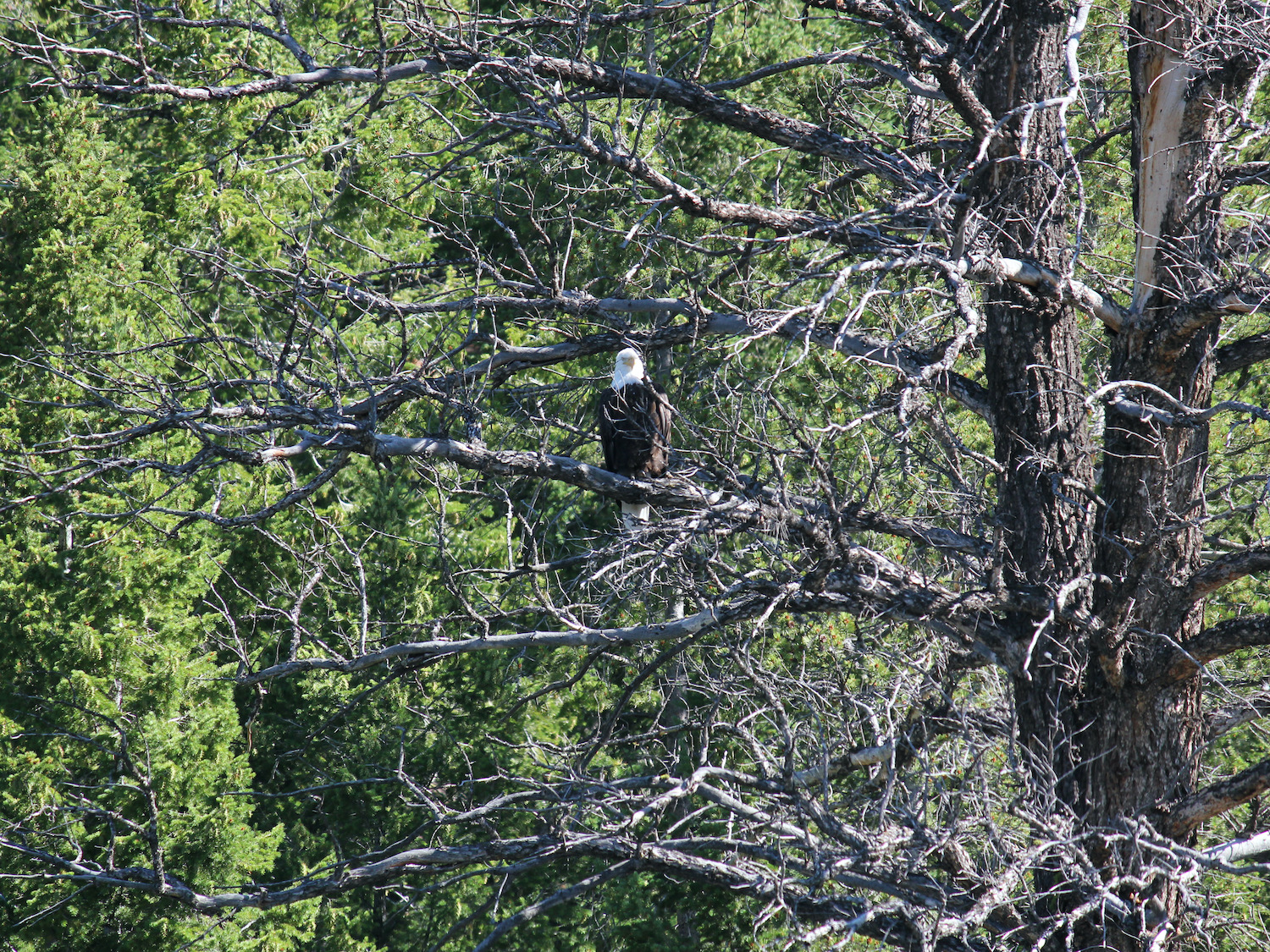 Yellowstone: A Fiery Nature