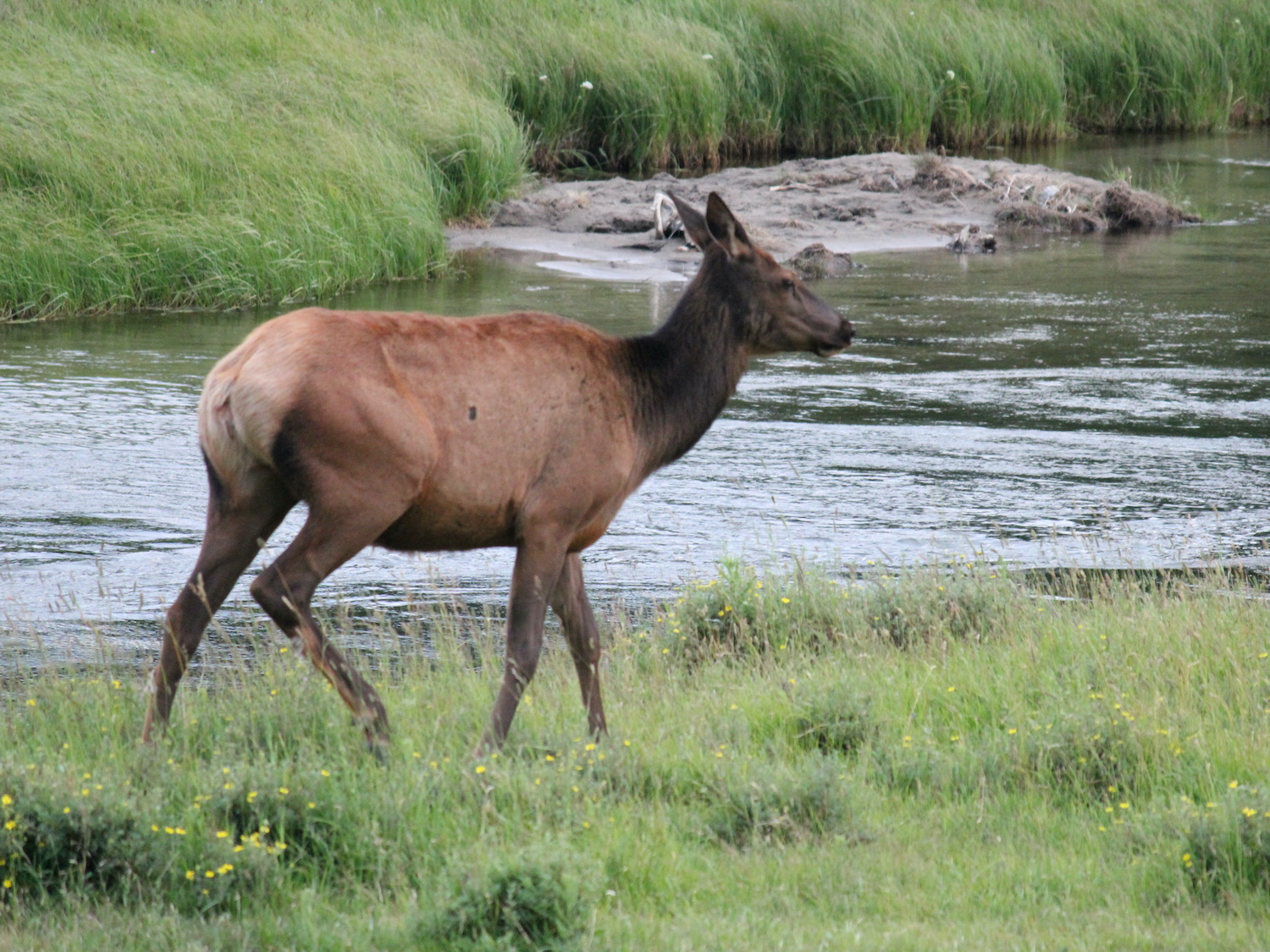 Yellowstone: A Fiery Nature
