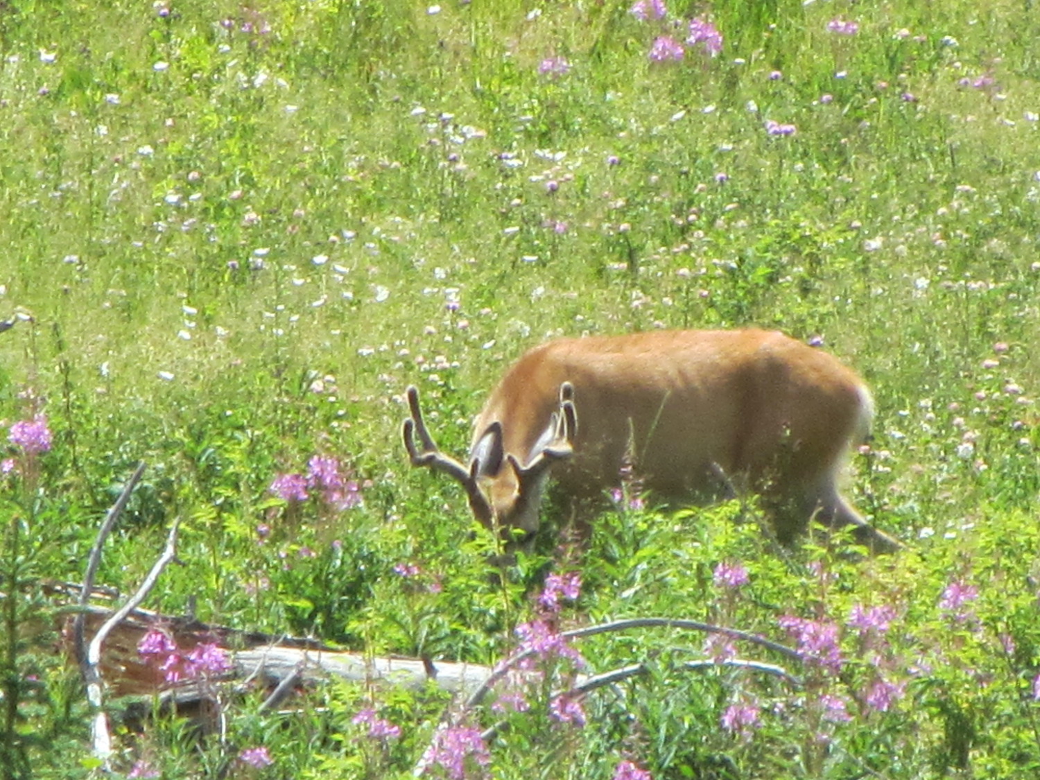 Yellowstone: A Fiery Nature