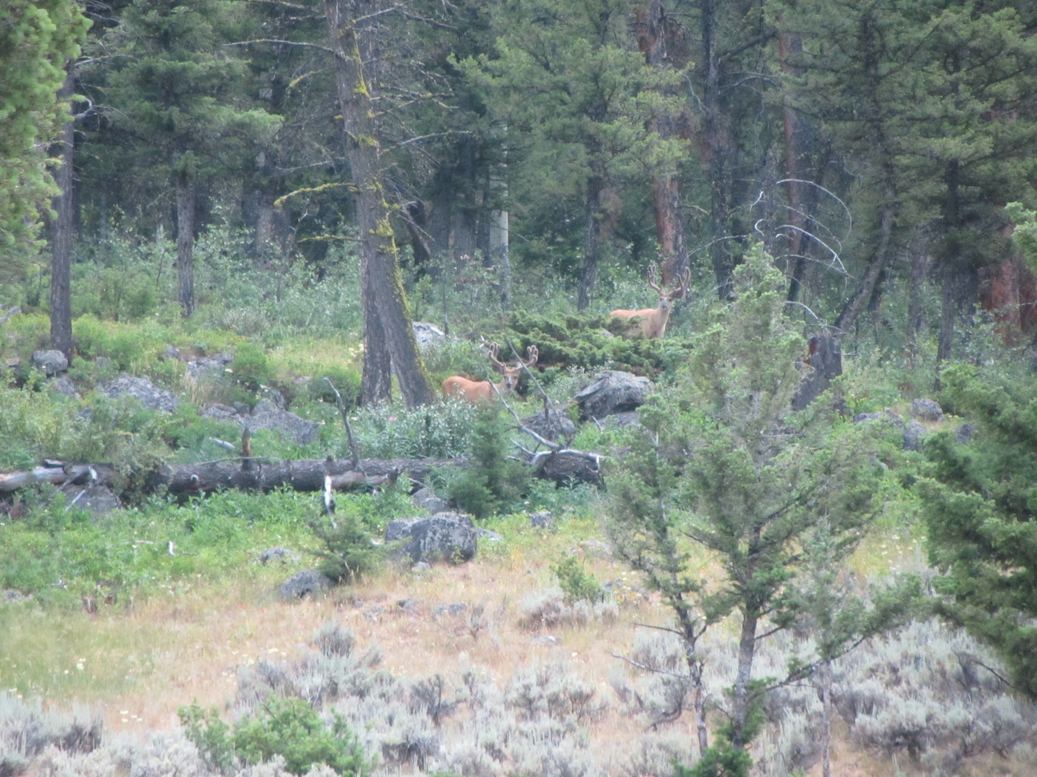 Yellowstone: A Fiery Nature