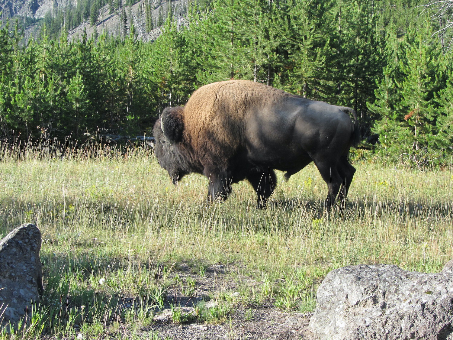 Yellowstone: A Fiery Nature