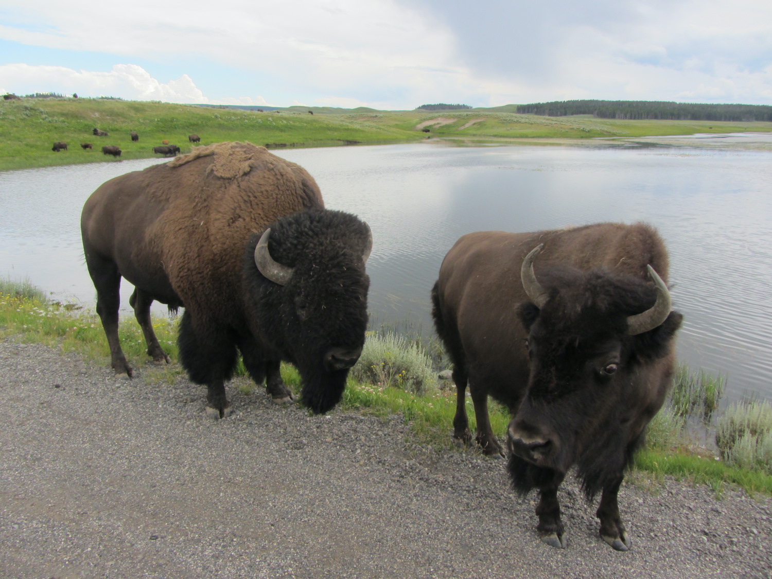 Yellowstone: A Fiery Nature